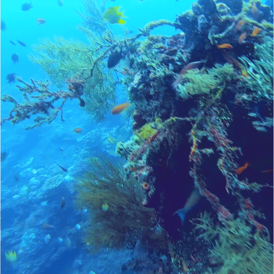 Morazan Maru Wreck - Exterior View